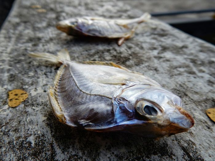 Close-up of dead fish on ground
