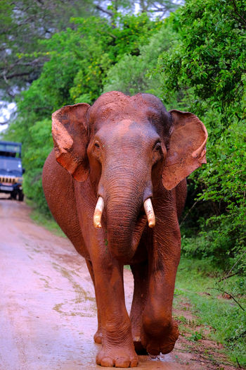 Indian elephant blocking the road in ellakanda national park, southern sri lanka. aggressive.
