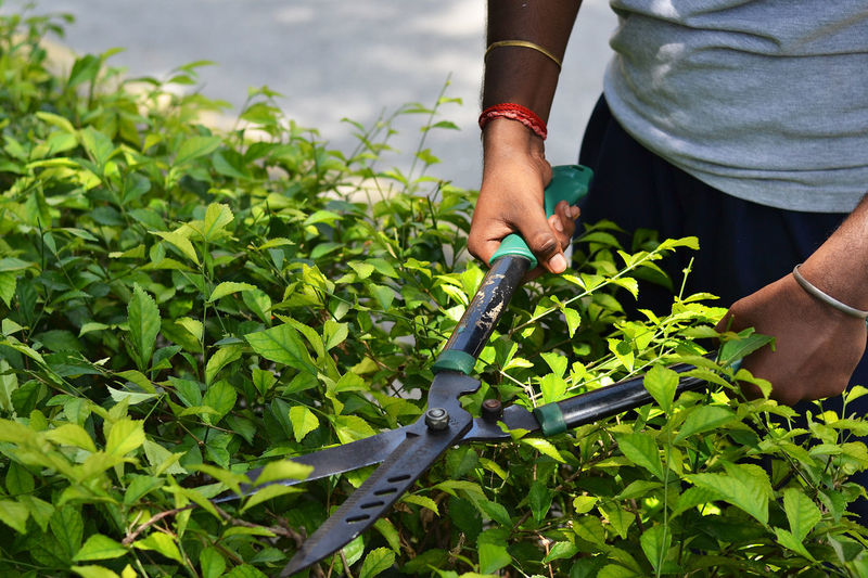 Midsection of man cutting plants in yard