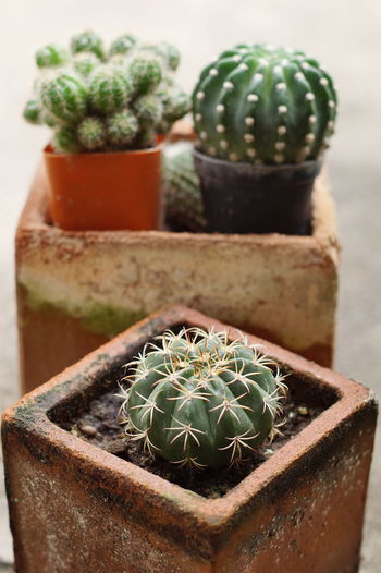 CLOSE-UP OF POTTED CACTUS PLANT