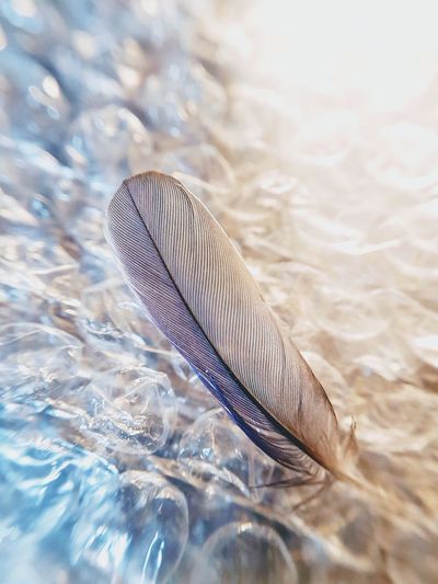 Close-up of feather on bubble wrap 