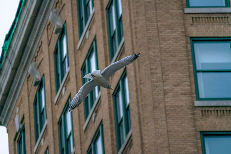 Low angle view of seagull flying against building