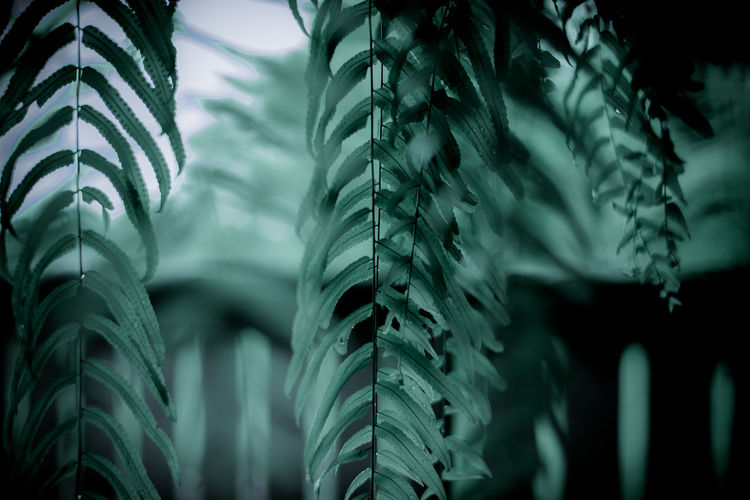 The green leafs