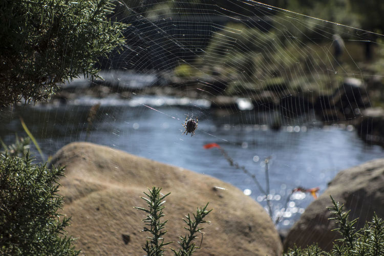 A spider web or cobweb, architectural structure in the nature