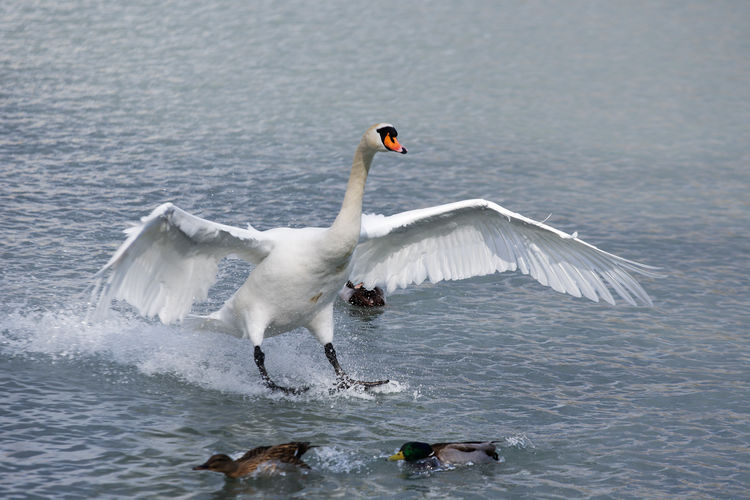 Swan landing in lake with wide spread wings