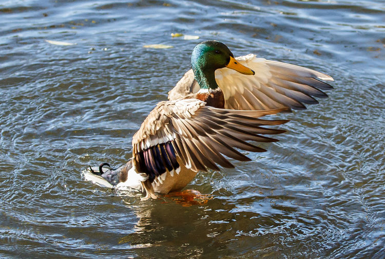 Mallard duck flapping wings in lake