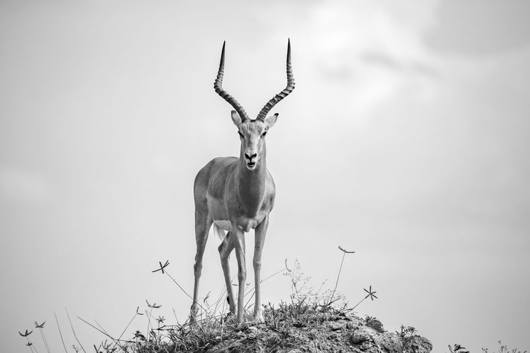 One beautiful antelope is standing on a hill