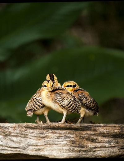 Close-up of three young birds perching on wood