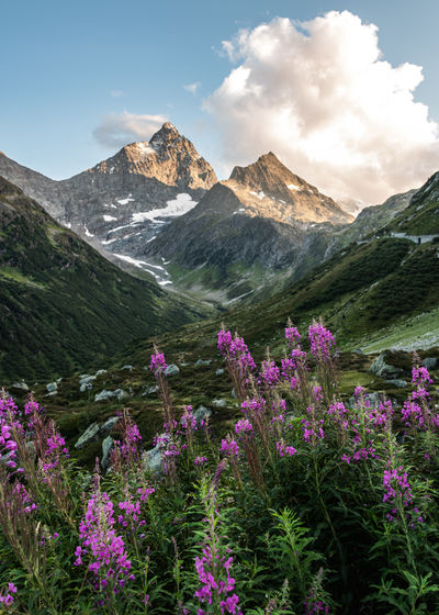 Flowers in front of mountains during lit by the last direct sunlight
