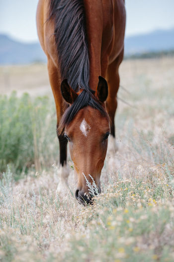 Arabian horse eating grass with head on view