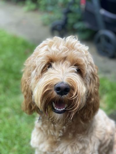 Close-up portrait of  cockapoo dog