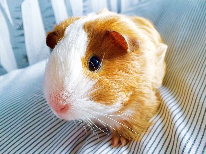 Guinea Pig Pictures Curated Photography On Eyeem