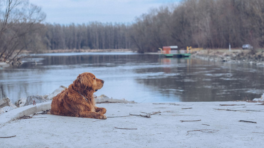 Dog on a lake