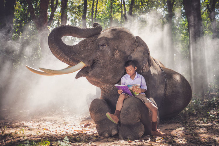 Boy studying while sitting on elephant in forest