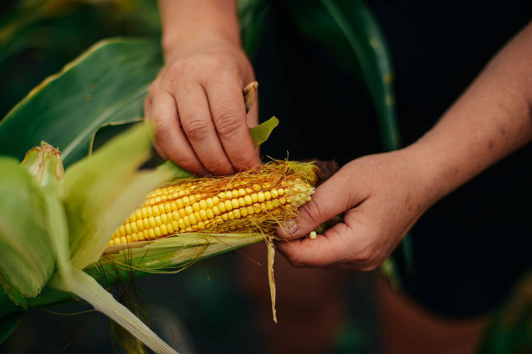 Cropped hands of woman picking corn in garden