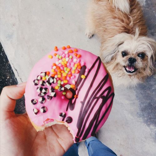 Cropped image of person holding donut against shih tzu on footpath