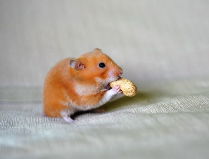 Close-up of a hamster eating groundnut