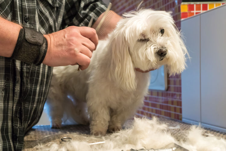 Midsection of groomer trimming maltese dog at pet grooming salon