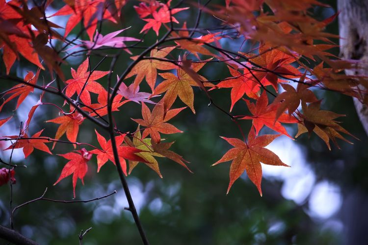 leaf