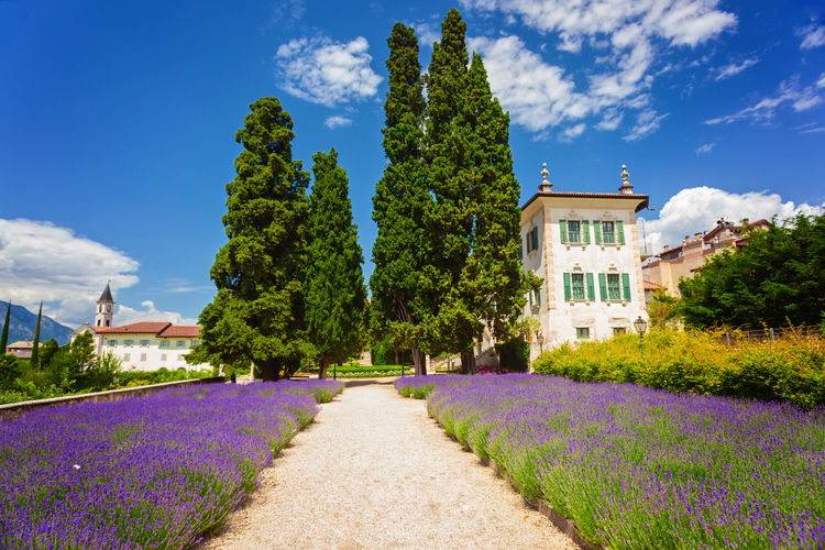 Rural italian garden with antique house and lavender flowers