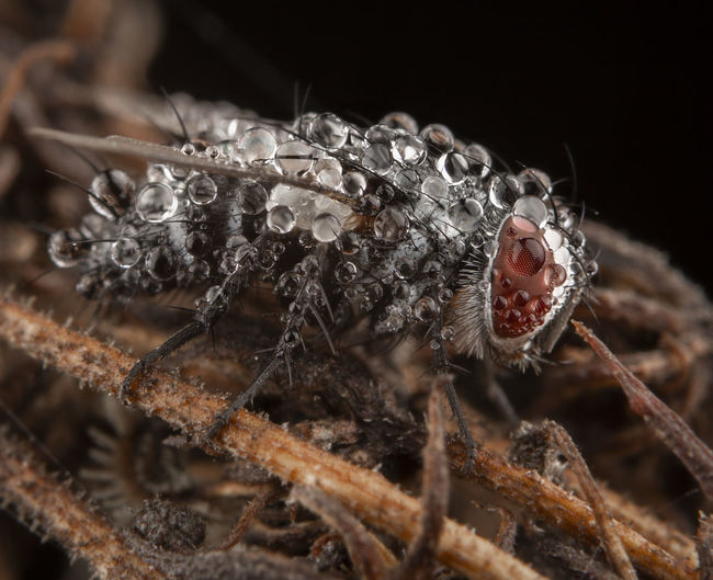 Beautiful fly with lots of raindrops and red eyes