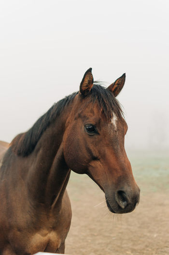Close-up of a horse in fog