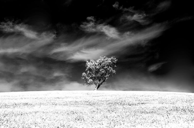 Lonely tree - einsamer baum