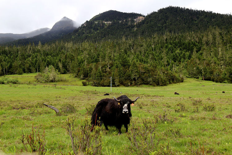 Yak on grassy field against mountains 