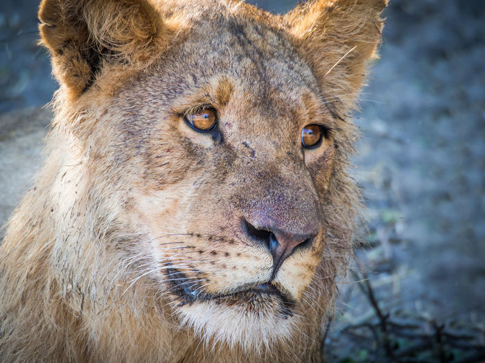 Close-up portrait of lion at chobe national park, botswana