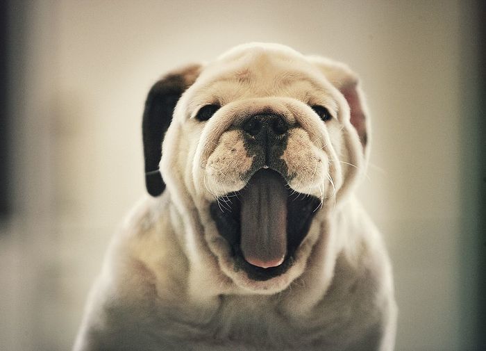 Portrait of english bulldog puppy yawning at home