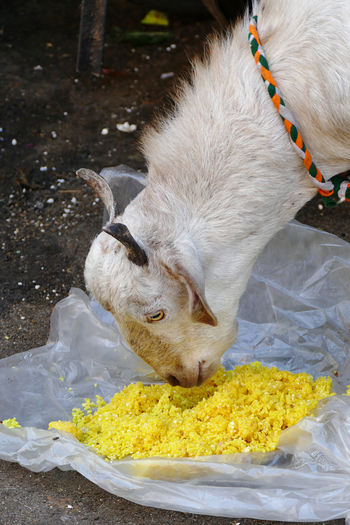 High angle view of goat eating rice 