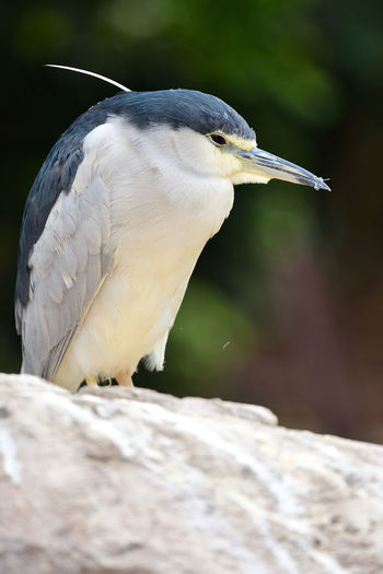 Portrait of a black crowned night heron on a rock 