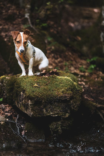 A wistful portrait of tsunami the jack russell terrier sitting on a mossy rock in a gloomy forest