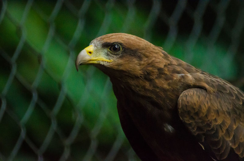 Close-up of eagle in cage against green background