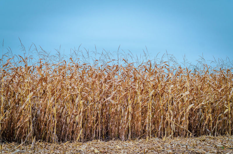 Rows of dry corn on autumn field. blue sky background. corn field in late autumn.