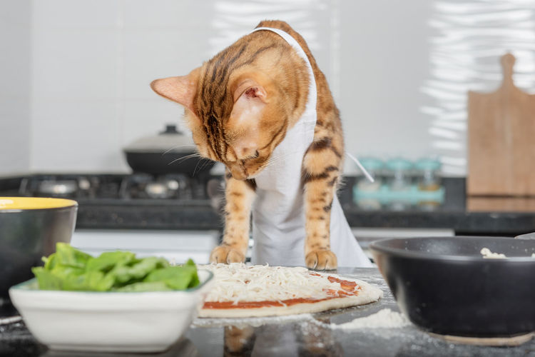 A cat dressed as a chef prepares margherita pizza in the kitchen.