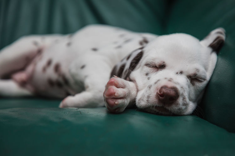 Close up of an adorable and cute little dalmatian puppy dog sleeping on the zoffa