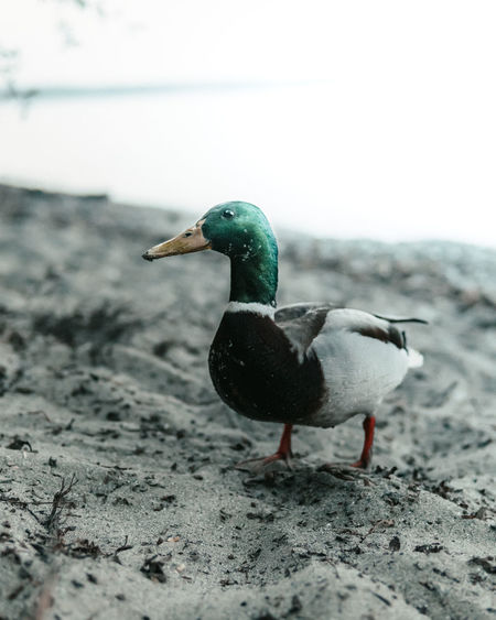 Close-up of mallard duck on the beach