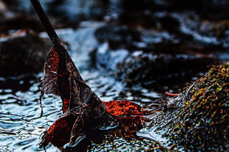 Close-up of dry leaves floating on water