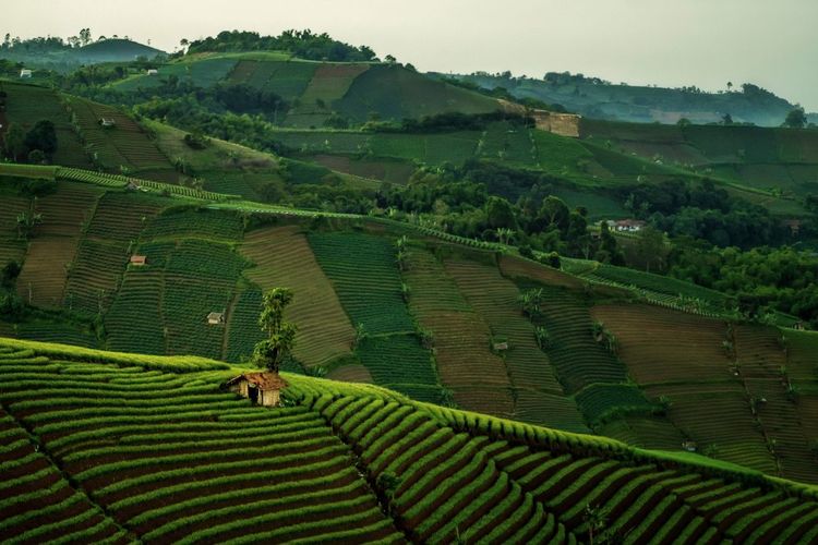 Scenic view of terraced field