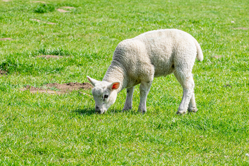 Lamb eating grass in a meadow