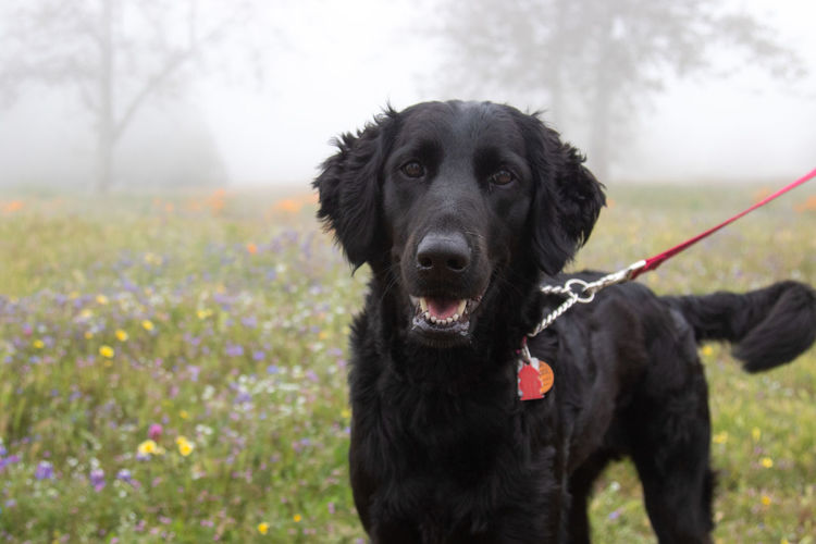 Close-up portrait of black dog on field