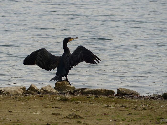 View of bird flying over lake