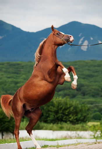 Side view of horse jumping on land against mountain