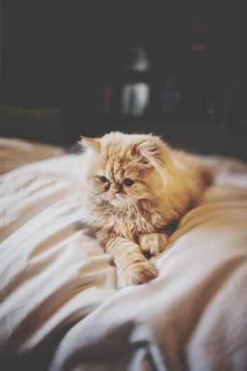 High angle view of persian cat relaxing on bed