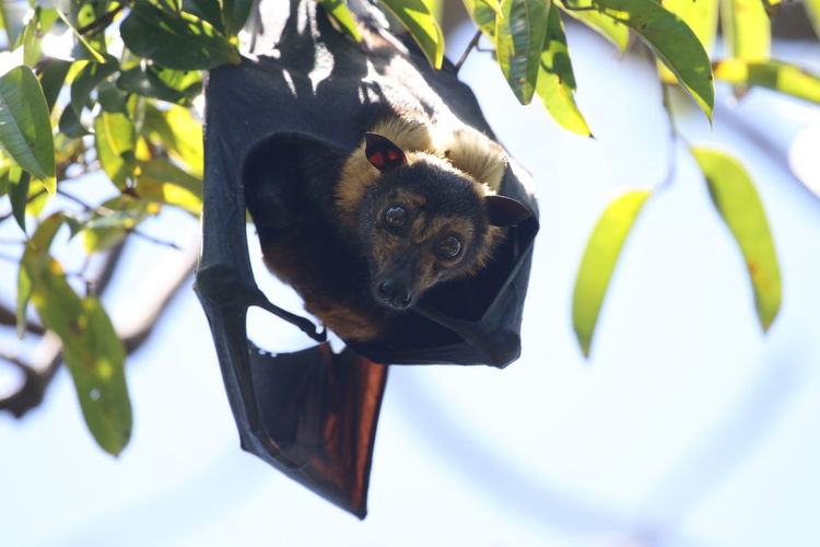 Low angle view of fruit bat on tree