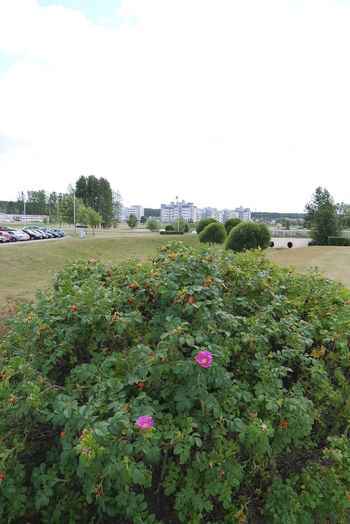 Plants growing on a tree
