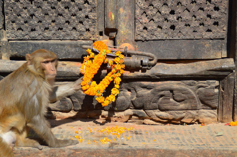 Monkey holding marigold garlands in swayambunath temple
