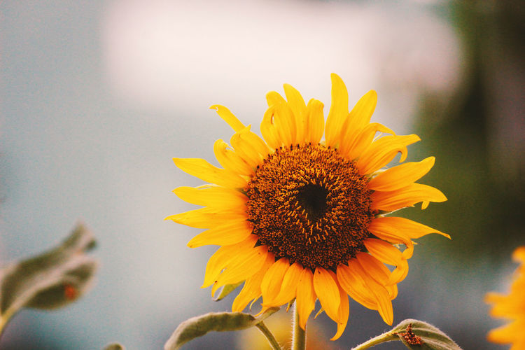 Close-up of sunflower growing against sky