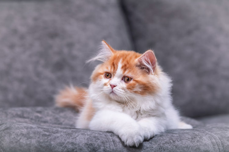 Cat looking away while sitting on sofa